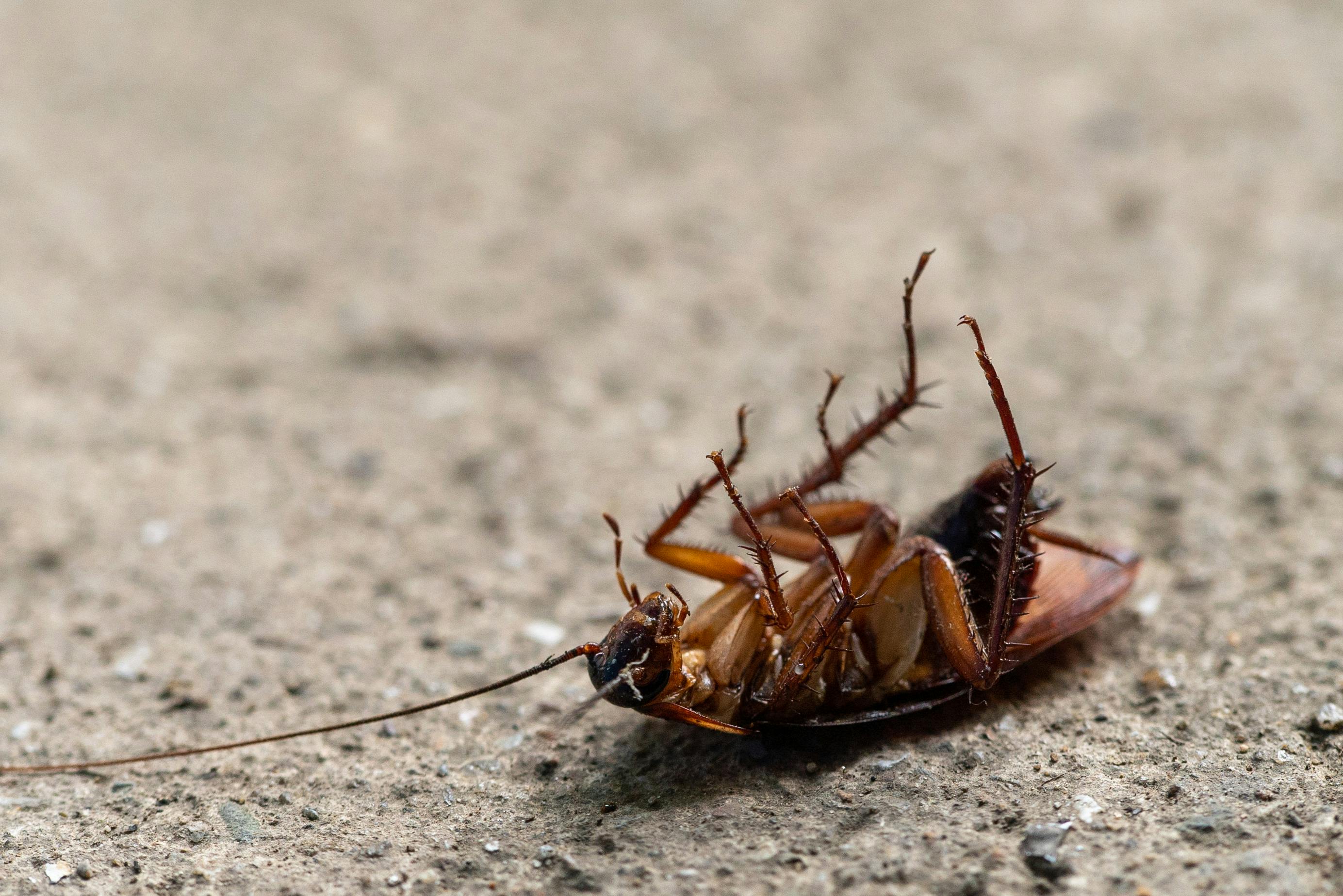 Professional Cockroach Pest Control Services